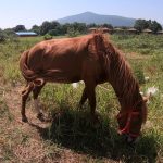 Con ngựa ăn cỏ trên đồng