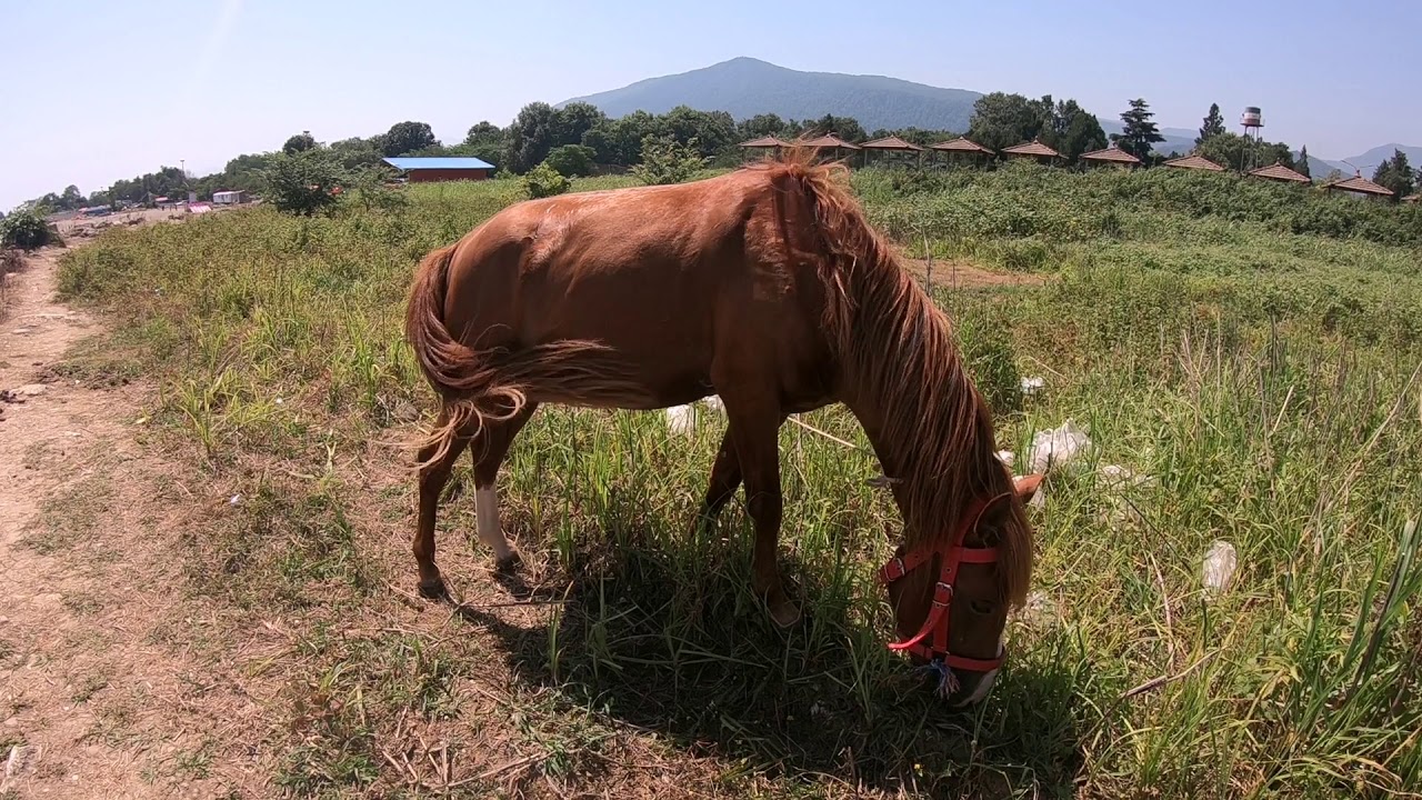 Con ngựa ăn cỏ trên đồng
