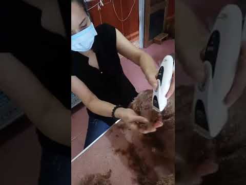 Hướng dẫn cách cắt lông cho chó khi vào mùa hè