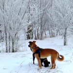 Những con chó chơi trong ngày tuyết lạnh