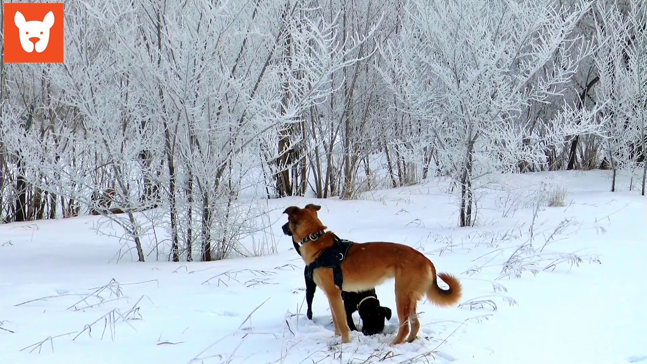 Những con chó chơi trong ngày tuyết lạnh
