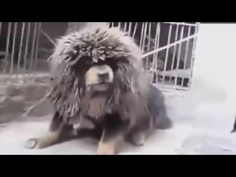 Video Chó Ngao Tây Tạng Hung Dữ