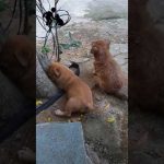 [Video Dog] 2 con chó con cực dễ thương luôn