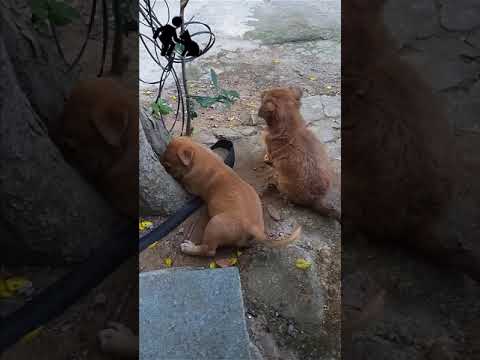 [Video Dog] 2 con chó con cực dễ thương luôn
