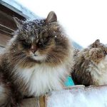 Mèo Siberian- Tổ tiên những giống mèo lông dài thông minh, trung thành