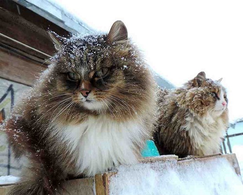 Mèo Siberian- Tổ tiên những giống mèo lông dài thông minh, trung thành