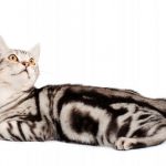 Mèo Mỹ lông ngắn và những điều có thể bạn chưa biết