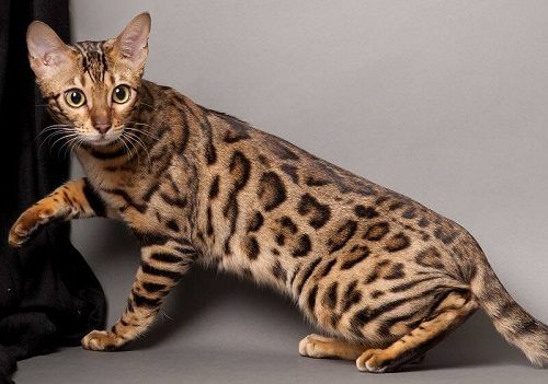 Mèo Savannah giá bao nhiêu? Mua mèo rừng ở đâu giá rẻ tại Việt Nam