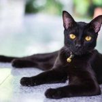 Giống mèo Bombay- Chú “Báo đen nhỏ” vùng Á châu