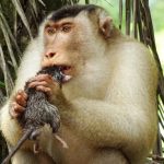 Khỉ săn chuột để ăn: nhà nông mừng, nhà khoa học ngạc nhiên