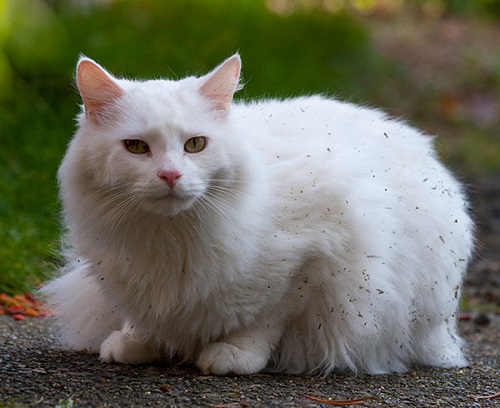 Mèo Angora Thổ Nhĩ Kỳ giá bao nhiêu? Mua mèo Turkish ở đâu?