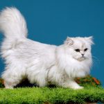 Mèo Anh lông dài thuần chủng GIÁ bao nhiêu? Mua ở đâu GIÁ RẺ?
