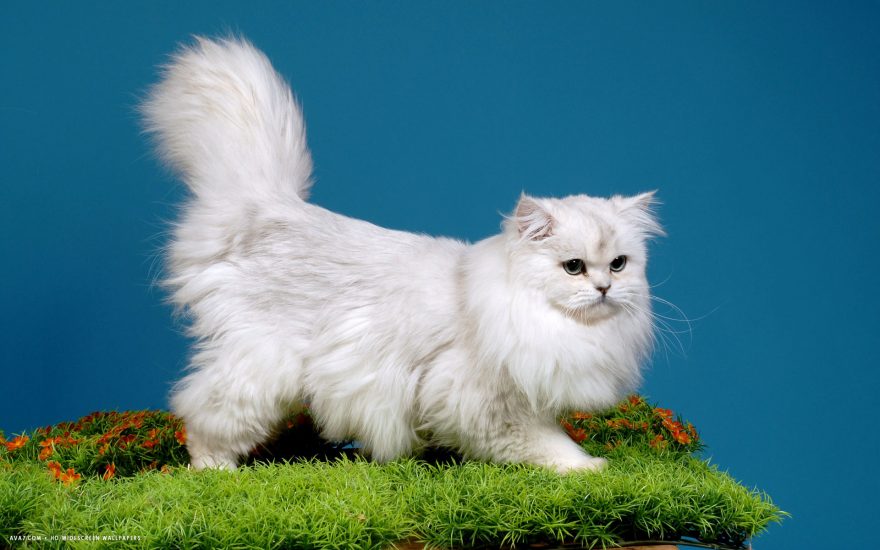 Mèo Anh lông dài thuần chủng GIÁ bao nhiêu? Mua ở đâu GIÁ RẺ?