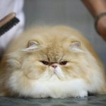 Giống mèo Ba Tư (Exotic) mặt tịt quý tộc và những tính cách thú vị