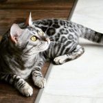 Mèo Bengal GIÁ bao nhiêu? MUA mèo Bengal Ở ĐÂU giá RẺ và CHẤT LƯỢNG?