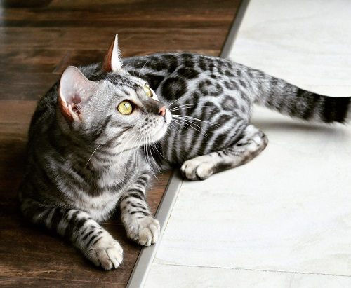 Mèo Bengal GIÁ bao nhiêu? MUA mèo Bengal Ở ĐÂU giá RẺ và CHẤT LƯỢNG?