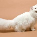 Mèo Nga lông dài mắt xanh giá bao nhiêu? Mua ở đâu tại Hà Nội