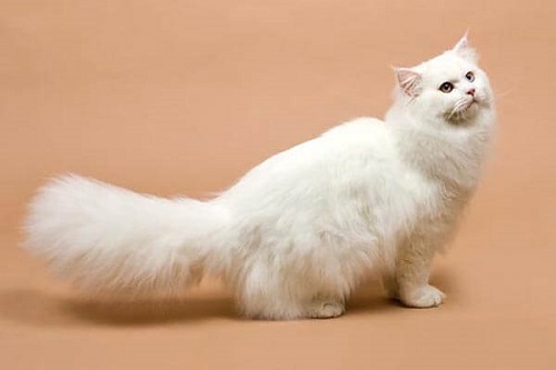 Mèo Nga lông dài mắt xanh giá bao nhiêu? Mua ở đâu tại Hà Nội