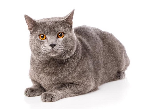 Mèo Pháp Chartreux- Sát thủ của các loài gặm nhấm