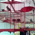 Thú chơi ‘bậc quân vương’ chim cảnh ở Việt Nam
