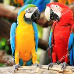 Đặc điểm và lưu ý khi nuôi Vẹt Macaw Blue and Gold