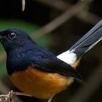 Chim chích chòe lửa: Kỹ thuật nuôi và chăm sóc