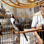Chào mào – “đệ nhất chim cảnh” dễ nuôi và dễ thuần