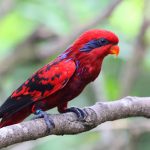Tìm hiểu tổng quan về loài vẹt Lory đỏ