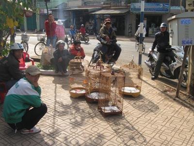 Nở rộ phong trào chơi chim cảnh ở Krông Pak