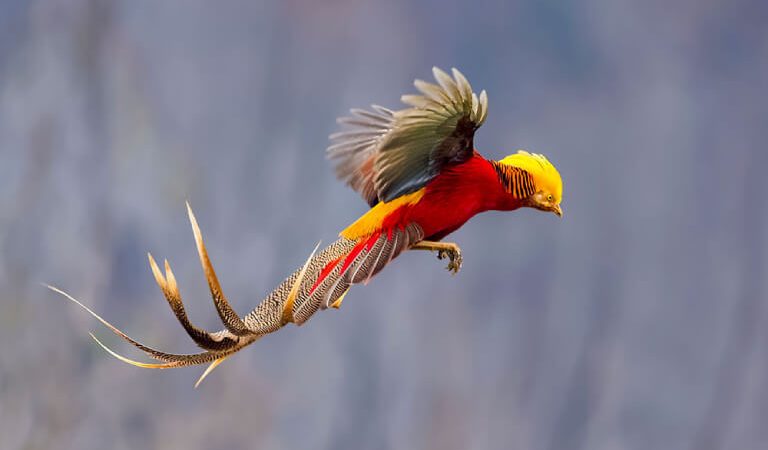 10 loài chim quý hiếm nhất trên thế giới
